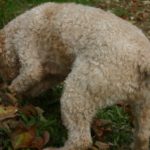 lagotto Berta in escavazione