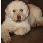 lagotto_romagnolo_Bianca