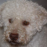 lagotto_romagnolo_del_fatalbecco_4