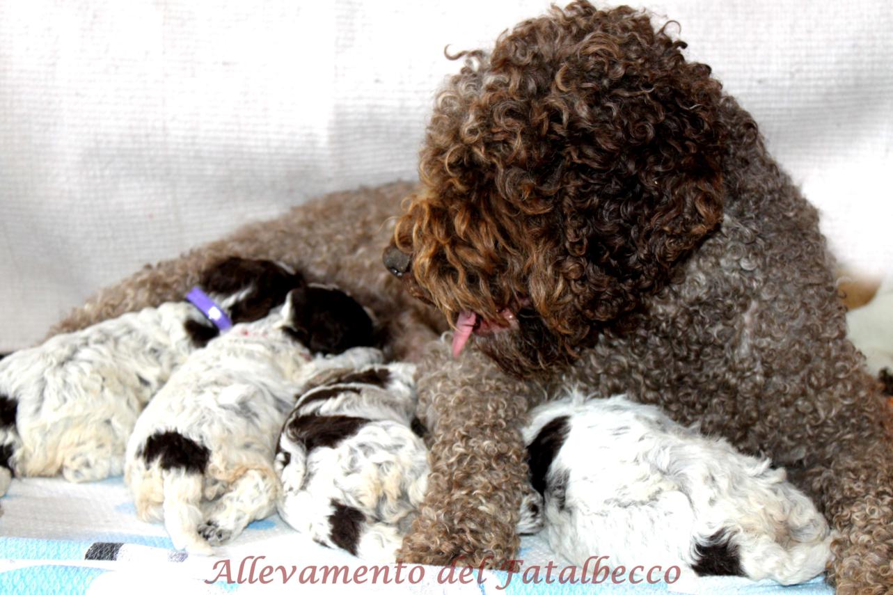 Lagotto Romagnolo del Fatalbecco 