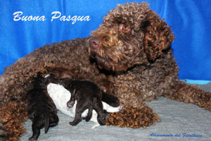 lagotto