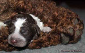 lagotto romagnolo 