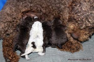 lagotto romagnolo 